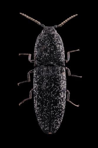 Lacon punctatus